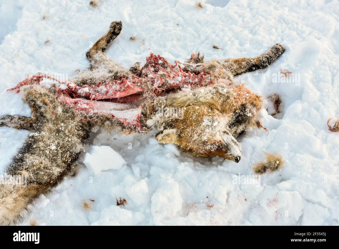 A dead red fox in snow. Animal carcass. Fox killed by wolves Stock Photo