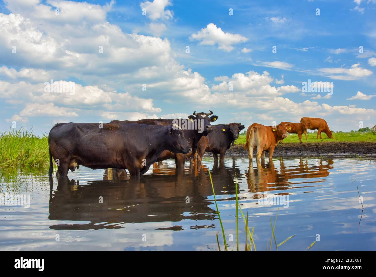 Cows standing in a pond on a meadow. Animals reflection in water Stock Photo