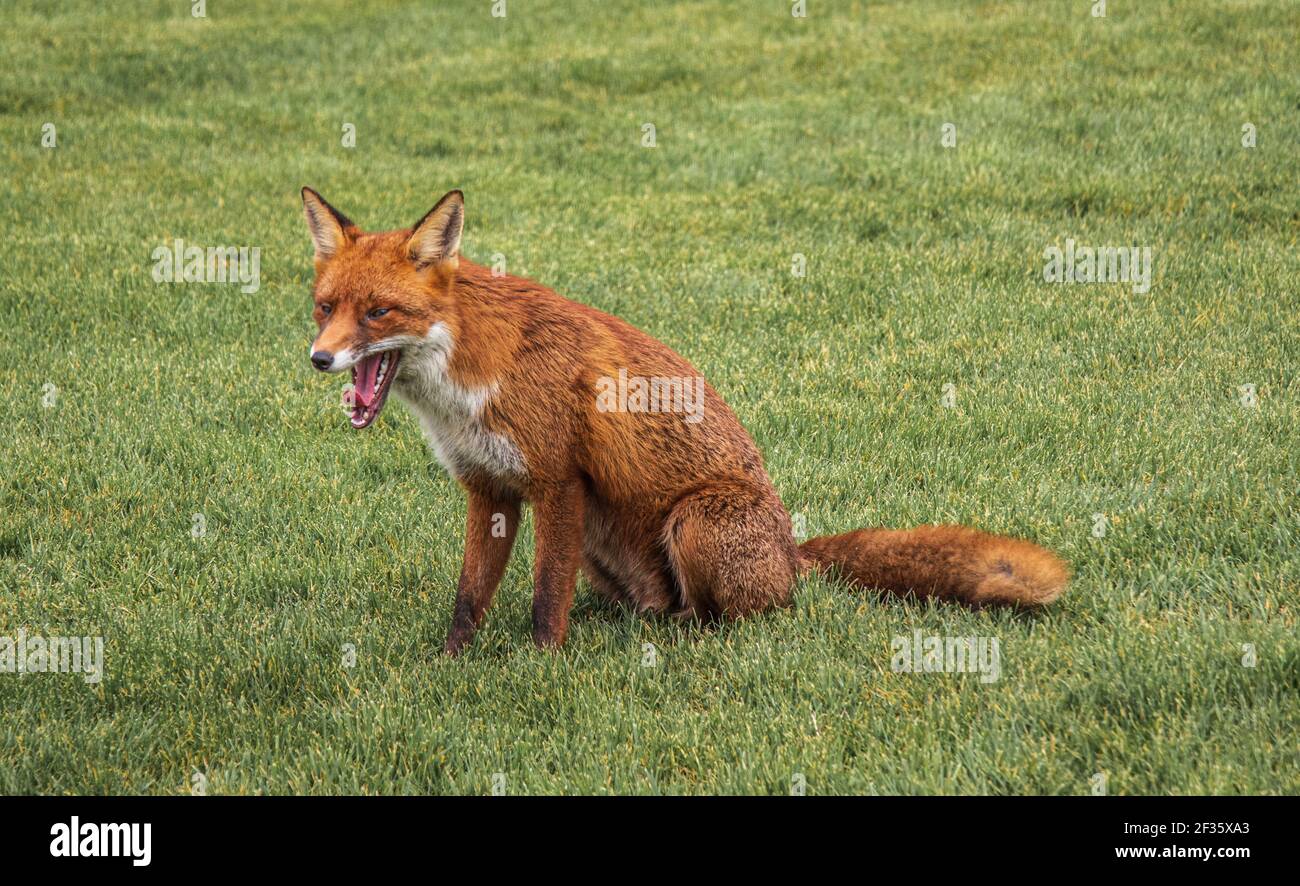 Red Fox, who told him the joke Stock Photo - Alamy