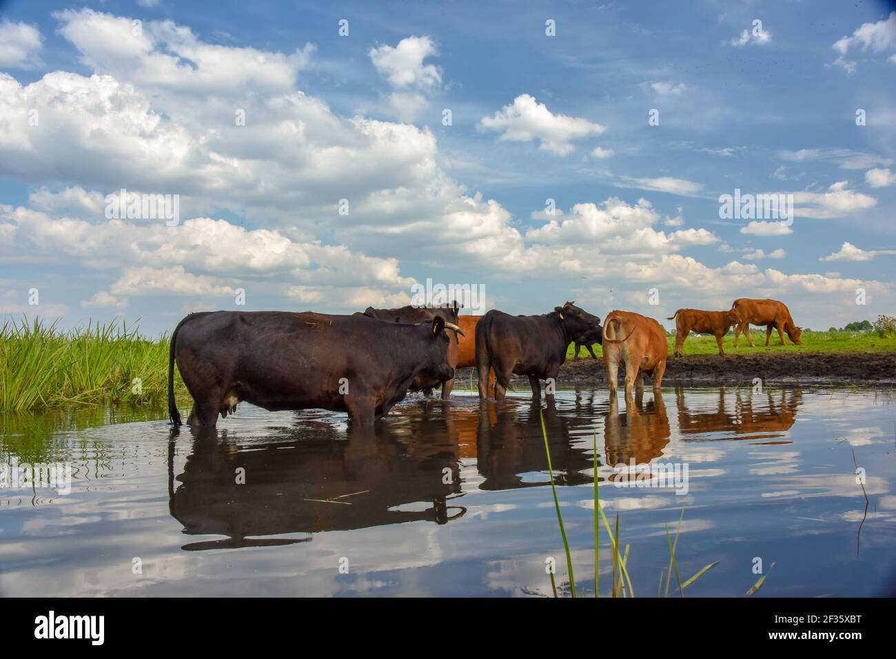 Cows standing in a pond on a meadow. Animals reflection in water Stock Photo
