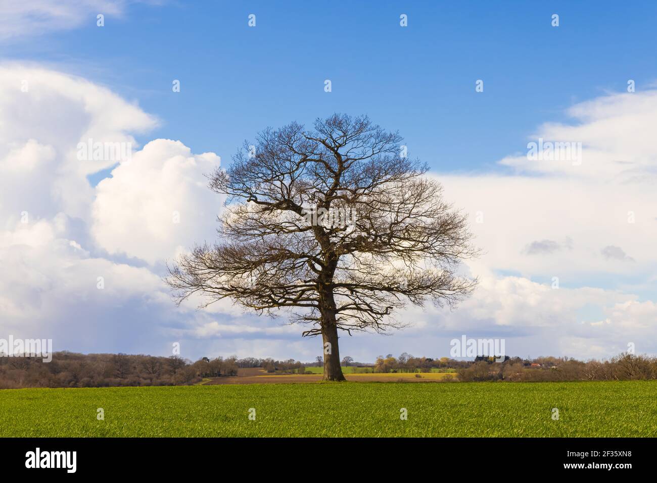Solitary oak tree in a field in early spring on a sunny day with a blue sky and white clouds. Much Hadham, Hertfordshire. UK Stock Photo