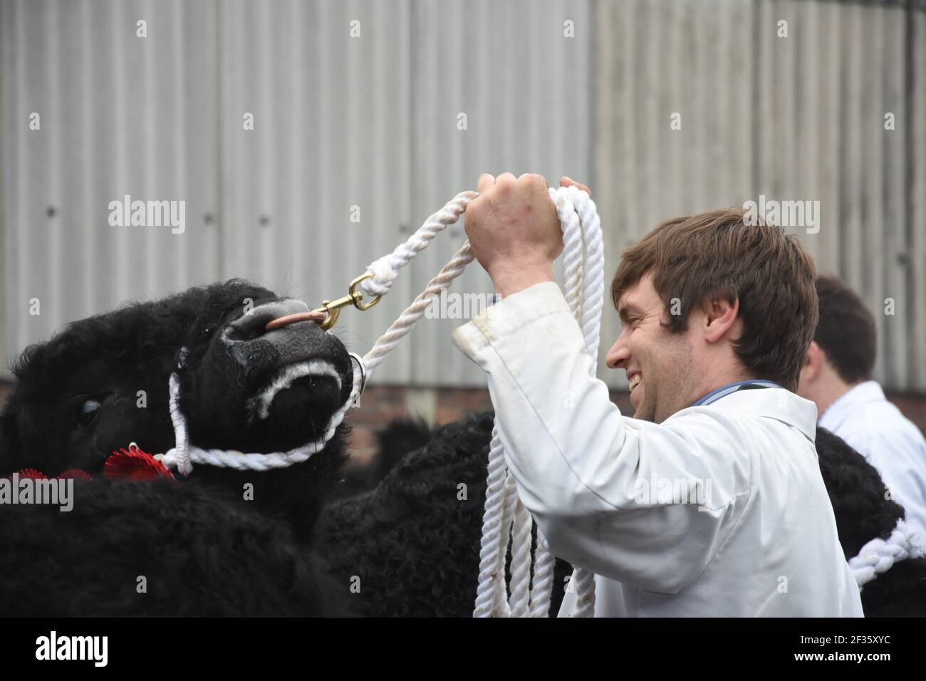 Galloway Bull parade, Wallets Mart, Castle Douglas, Scotland Stock Photo