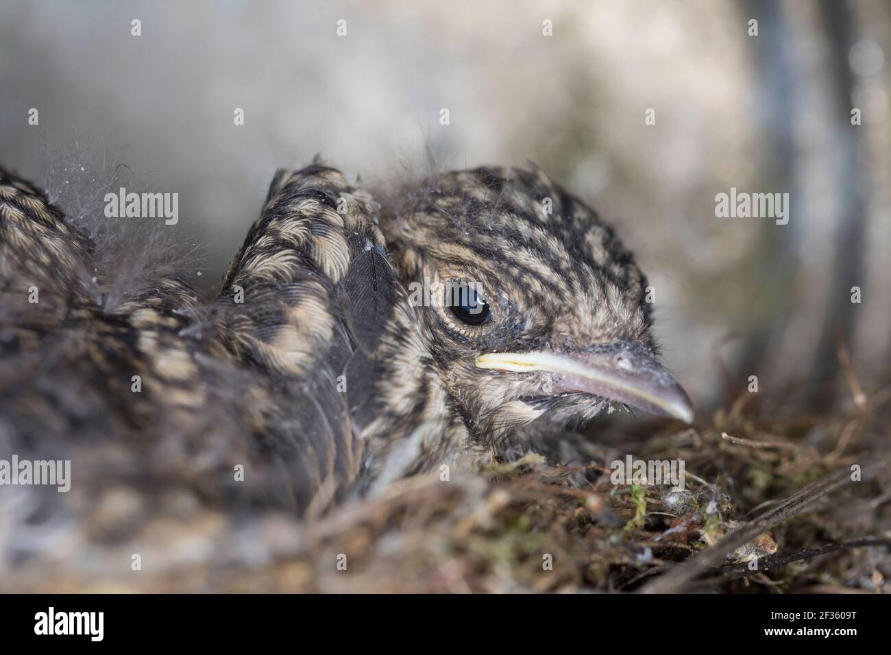 Grauschnäpper, Grau-Schnäpper brütet in einer Laterne, Lampe, Küken, Jungvögel,  Nest, Muscicapa striata, Spotted Flycatcher, Le Gobemouche gris Stock Photo