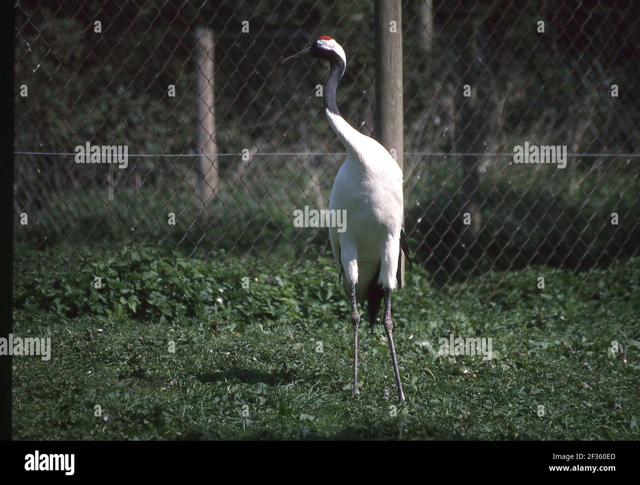 Various Animals in British Zoos and wildlife parks Stock Photo