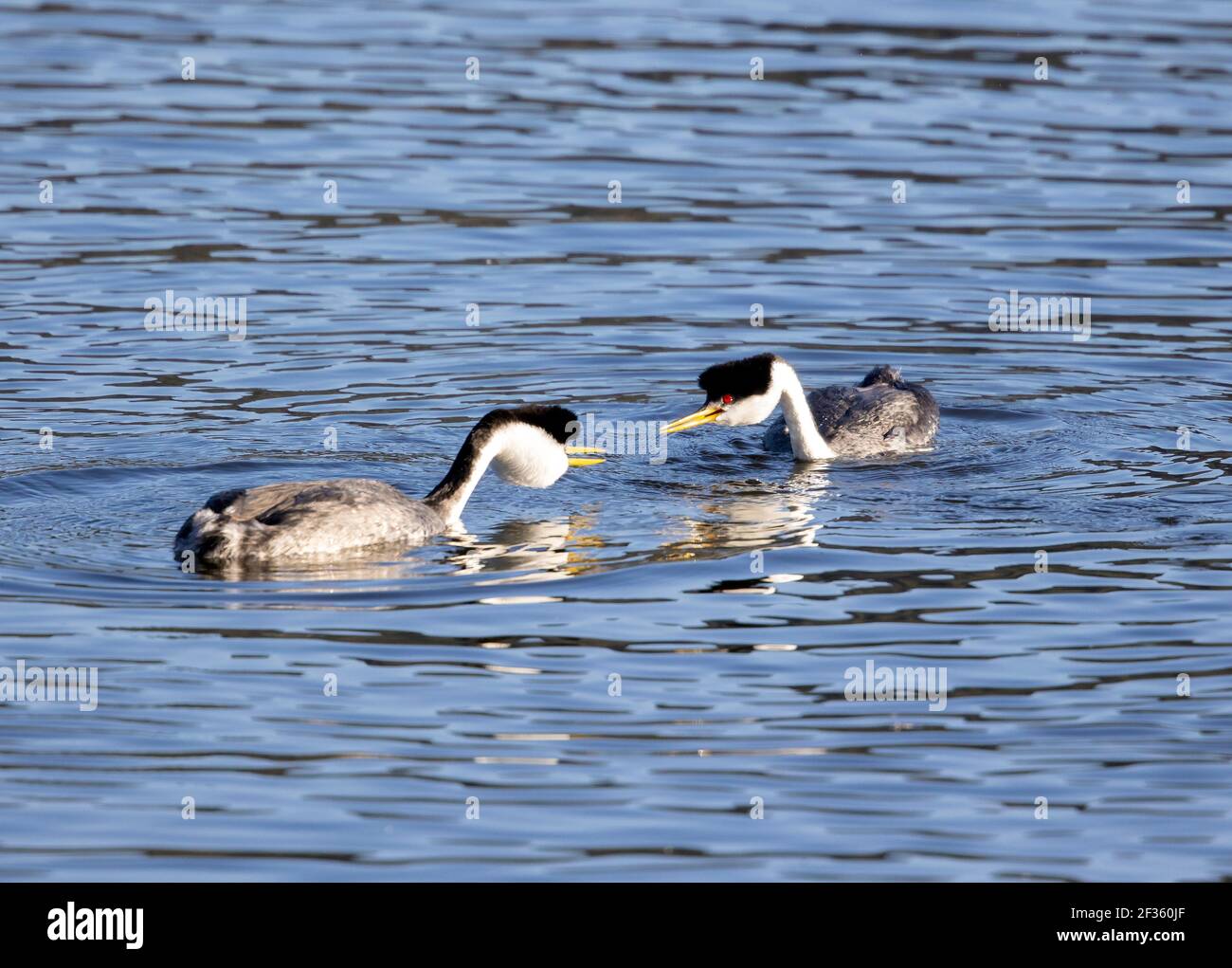 Western Grebes Mating behavior Stock Photo - Alamy