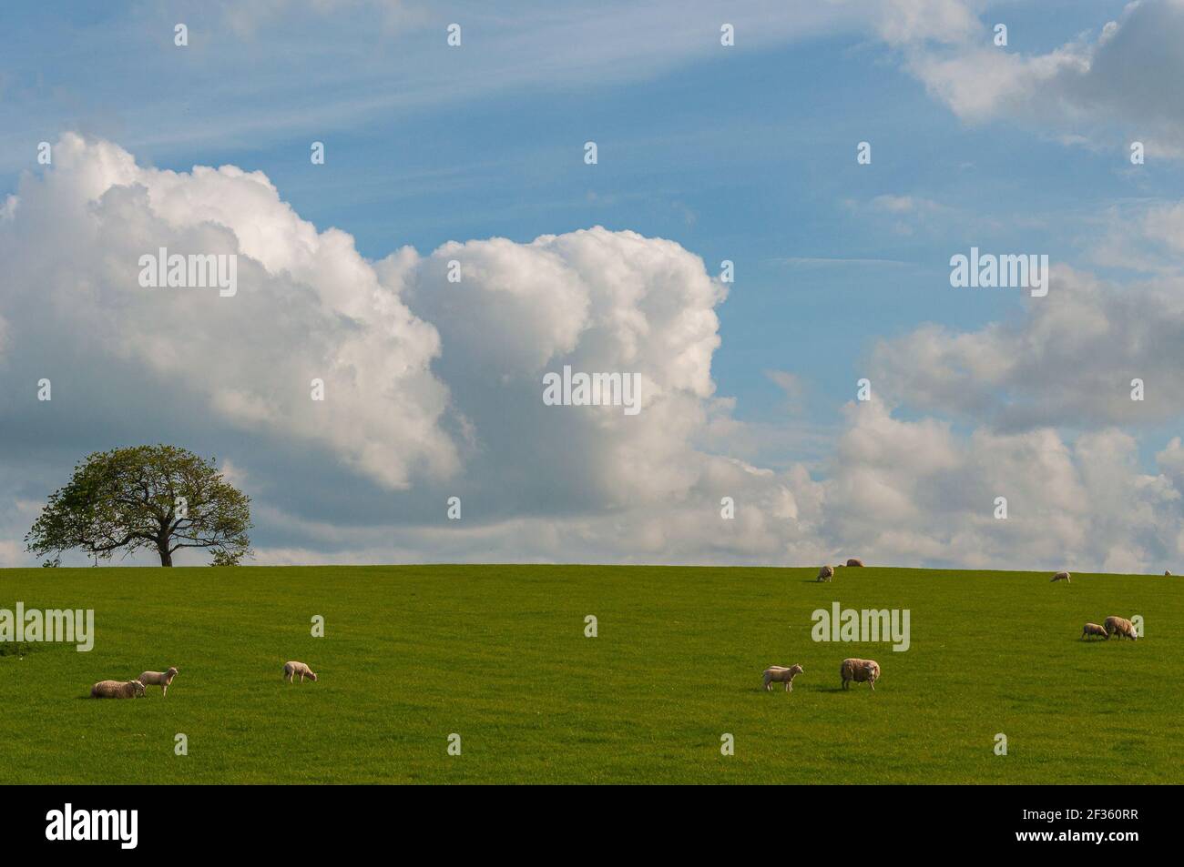 Flock of grazing sheep on a meadow with solitary tree in the background, Scotland. Concept: animal life, national symbol, life on farms, wool producti Stock Photo
