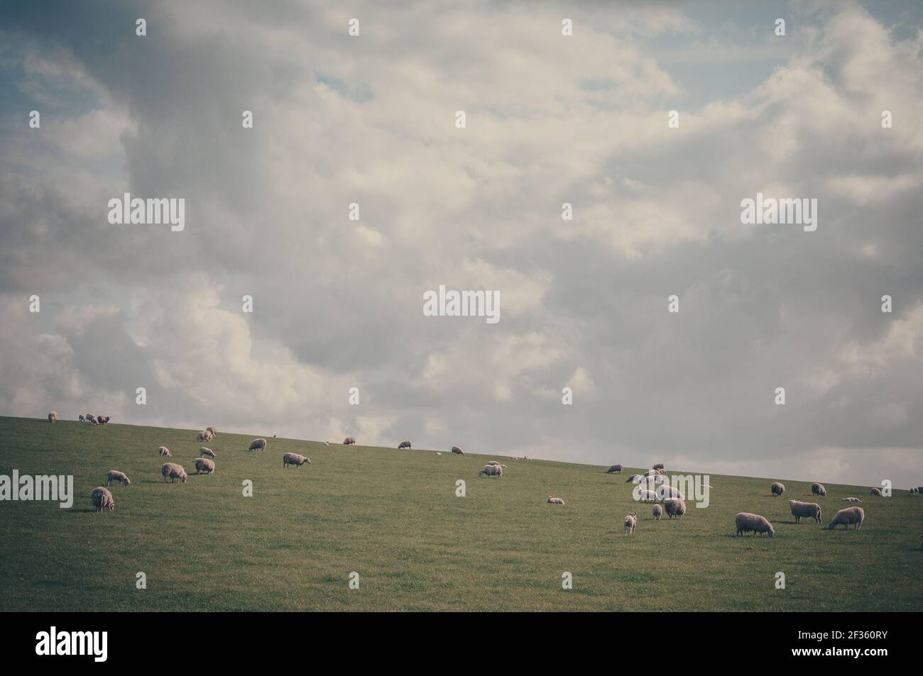 Flock of grazing sheep on a meadow in a hill, Scotland. Concept: animal life, national symbol, life on farms, wool production Stock Photo