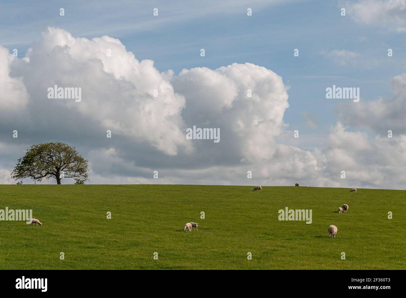 Flock of grazing sheep with lambs on a meadow with solitary tree in the background, Scotland. Concept: animal life, national symbol, life on farms, wo Stock Photo