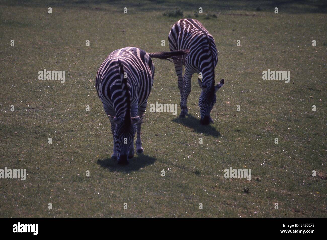 Various Animals in British Zoos and wildlife parks Stock Photo