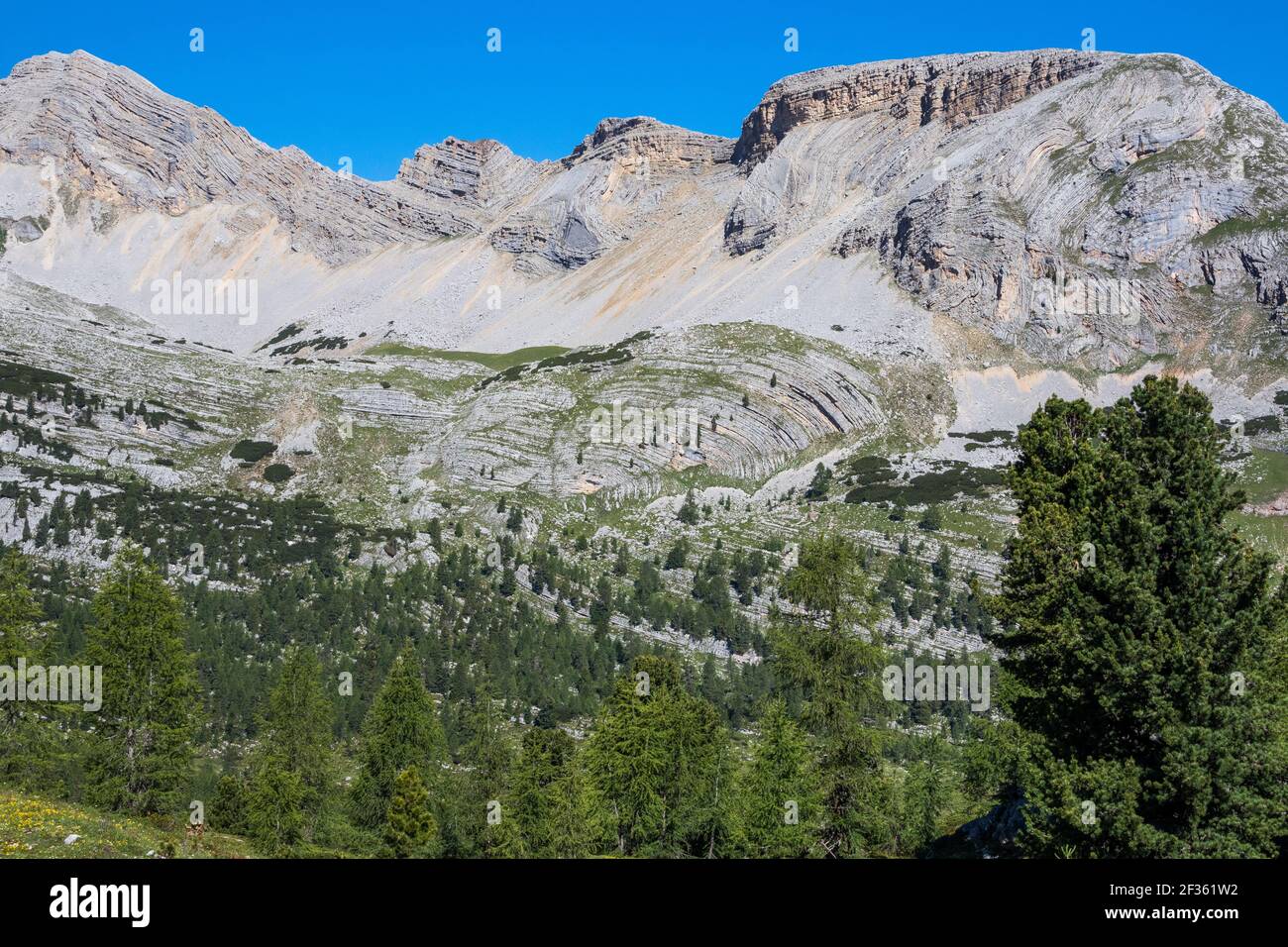 Sedimentary stratifications of limestone rocks on Sas dai Bec mountain. Pinus cembra and Larix decidua trees. Fanes Valley. Italian Alps. Europe. Stock Photo