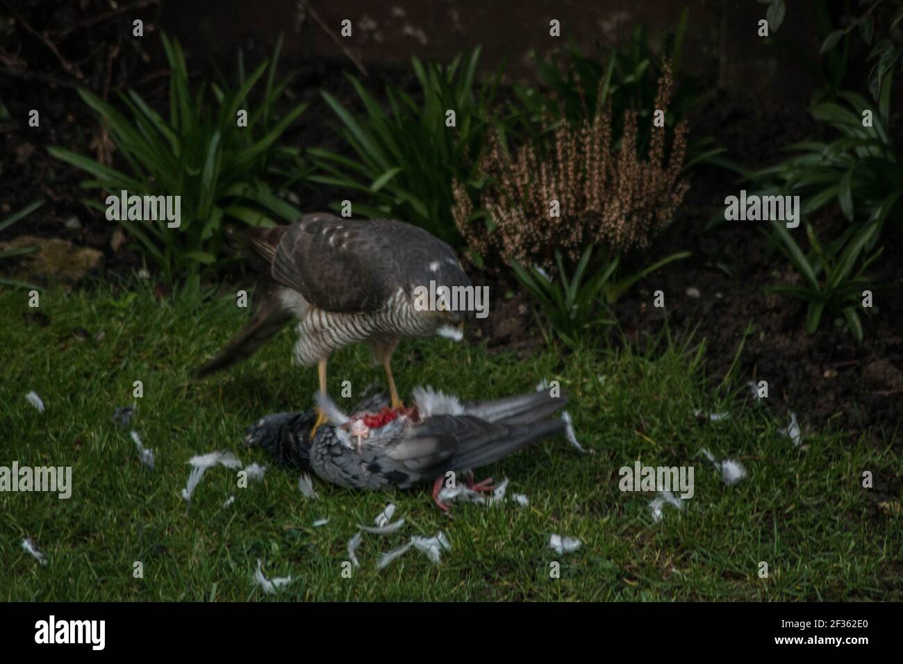 Sparrow Hawk killing pigeon and eating it bird birds garden plants plant grass red blood death