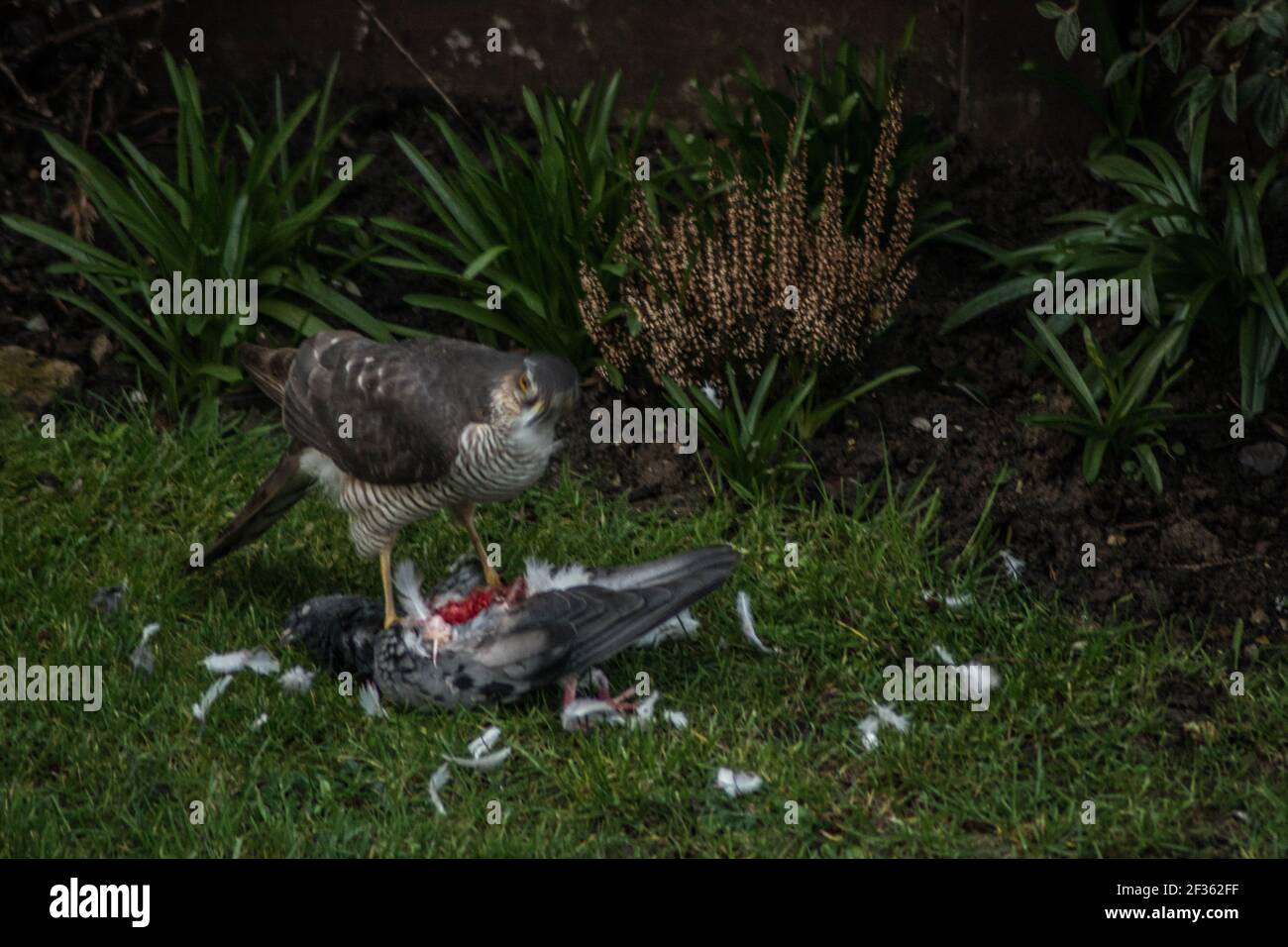 killer Sparrow Hawk killing pigeon in a garden feathers feather outside