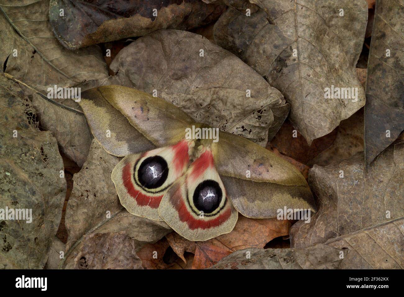 Saturnid moth hi-res stock photography and images - Alamy