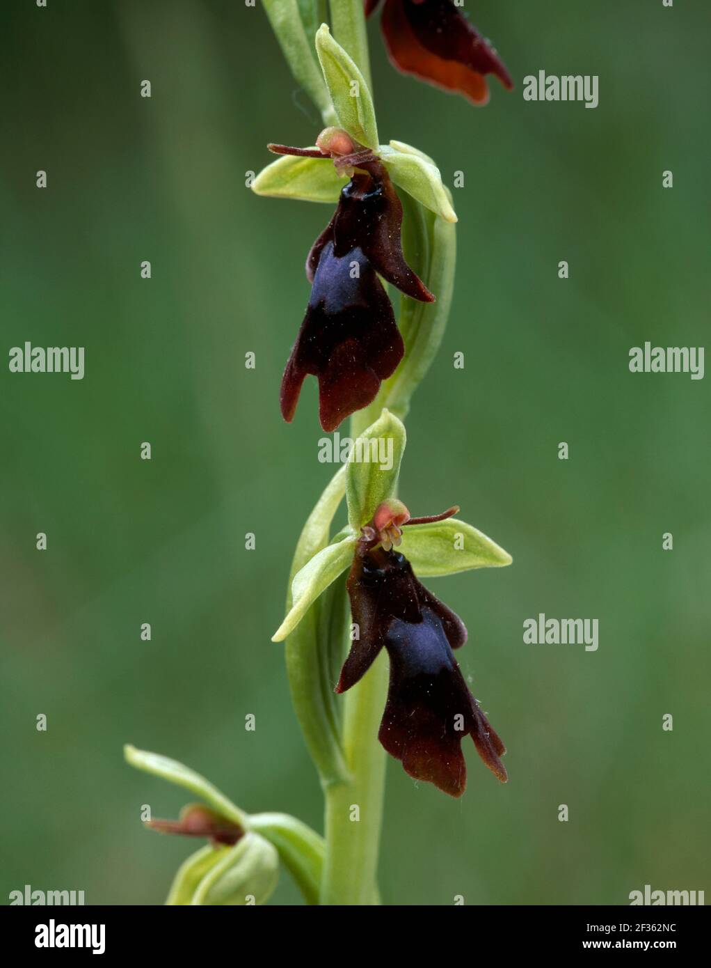 FLY ORCHID in flower Ophrys insectifera Bugarach, Southern France., Credit:Robert Thompson / Avalon Stock Photo