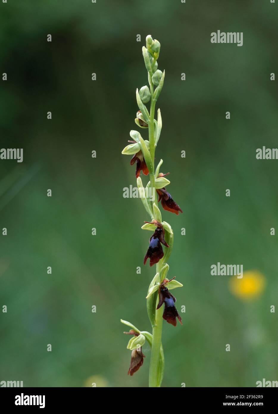 FLY ORCHID in flower Ophrys insectifera Bugarach, Southern France., Credit:Robert Thompson / Avalon Stock Photo