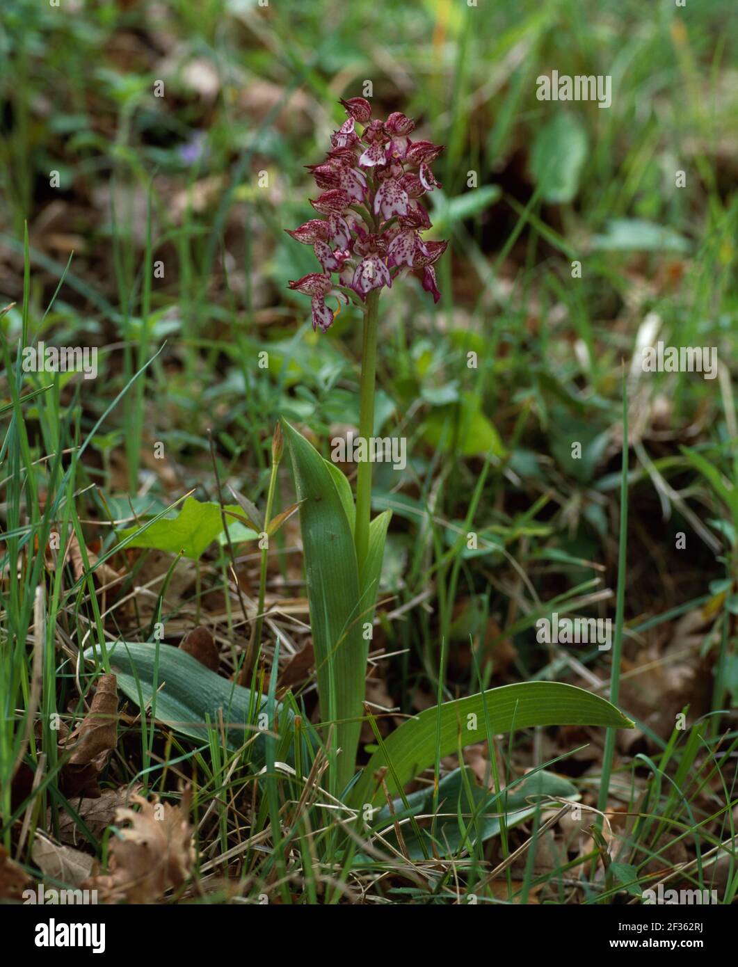 LADY ORCHID Orchis purpurea Bugarach, Southern France., Credit:Robert Thompson / Avalon Stock Photo