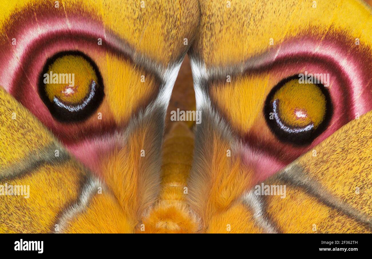 MADAGASCAN BULLS EYE MOTH Antherina suraka Native to Madagascar, Credit ...