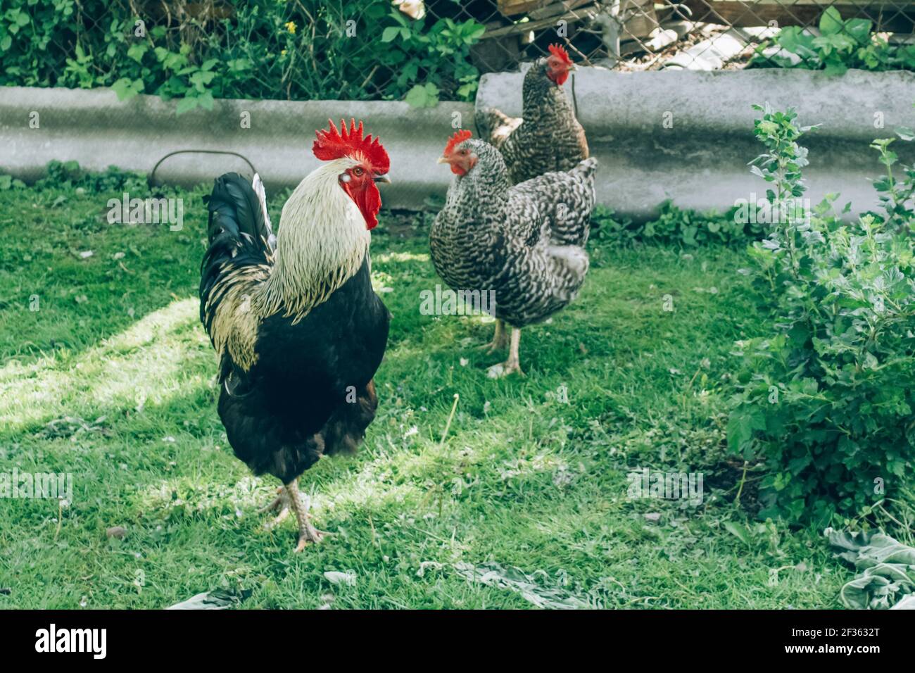 Free range chicken farm cock and chickens roam freely outdoors
