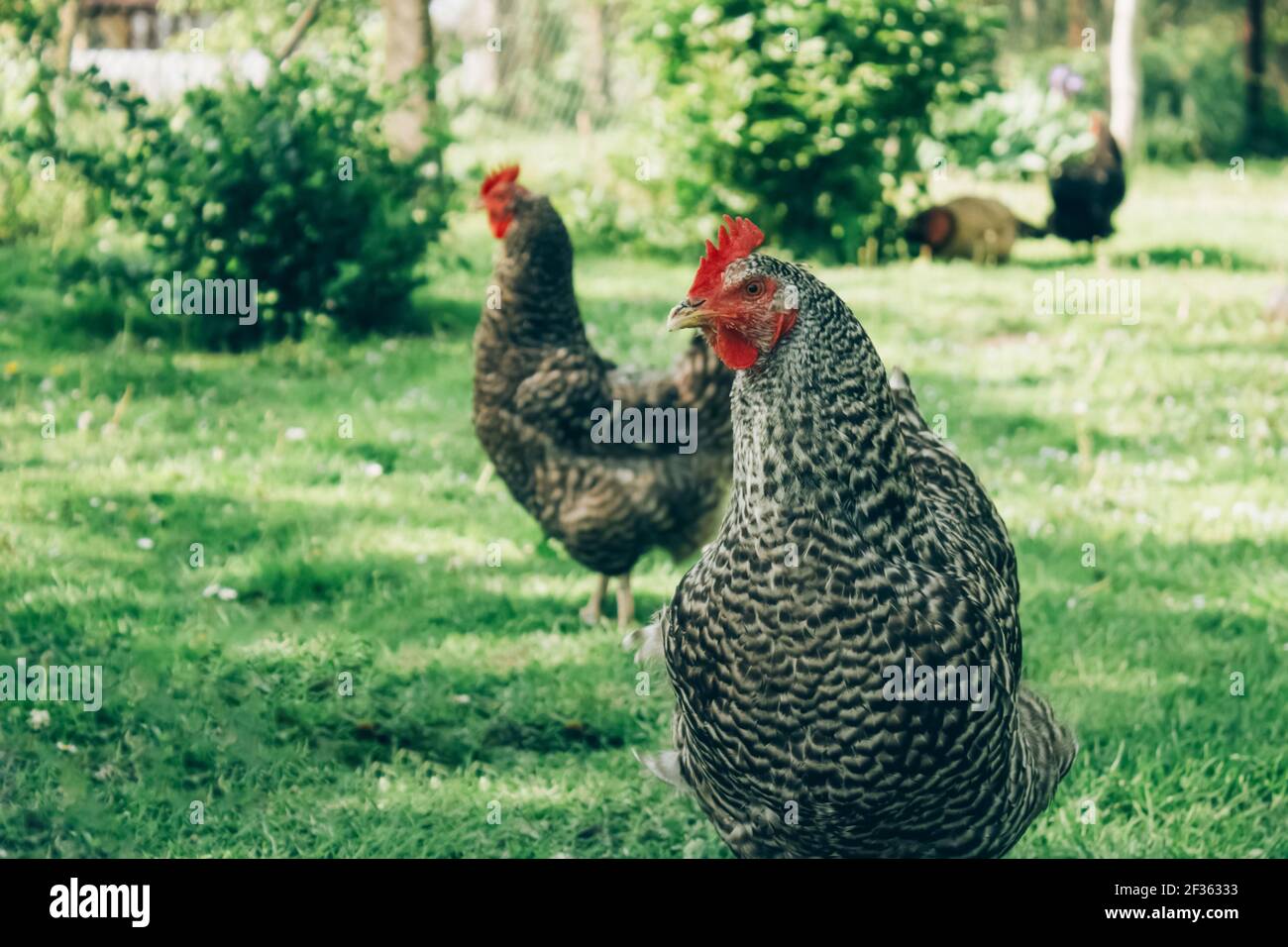 Free range chicken farm chickens roam freely outdoors. Commercial