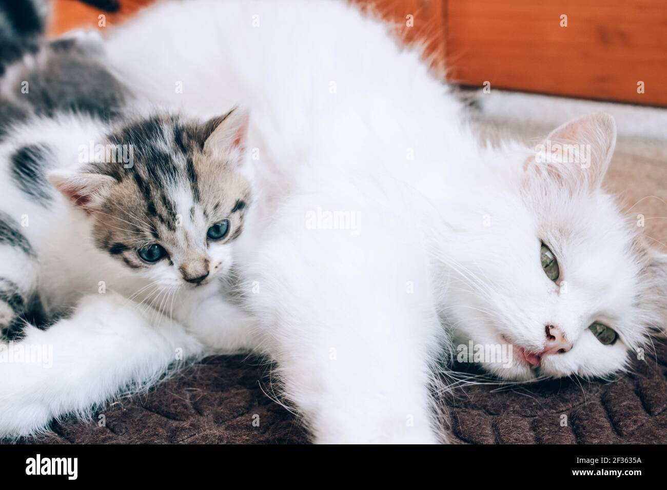 When does a mother top cat stop producing milk