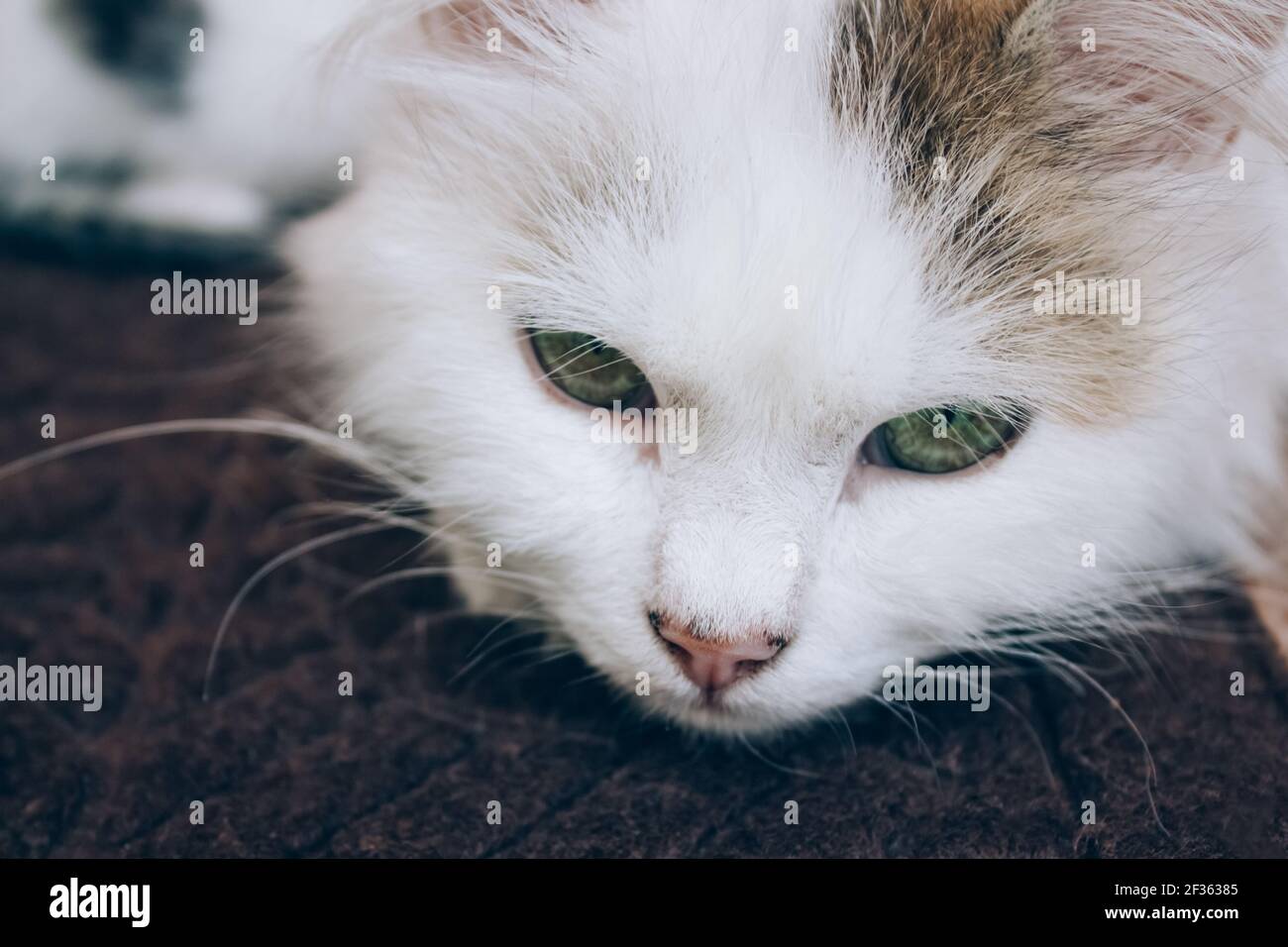 Sick young white cat lies on brown blanket in a veterinary clinic for pets. Feline health, problems with nursing kittens and cat illness concept Stock Photo