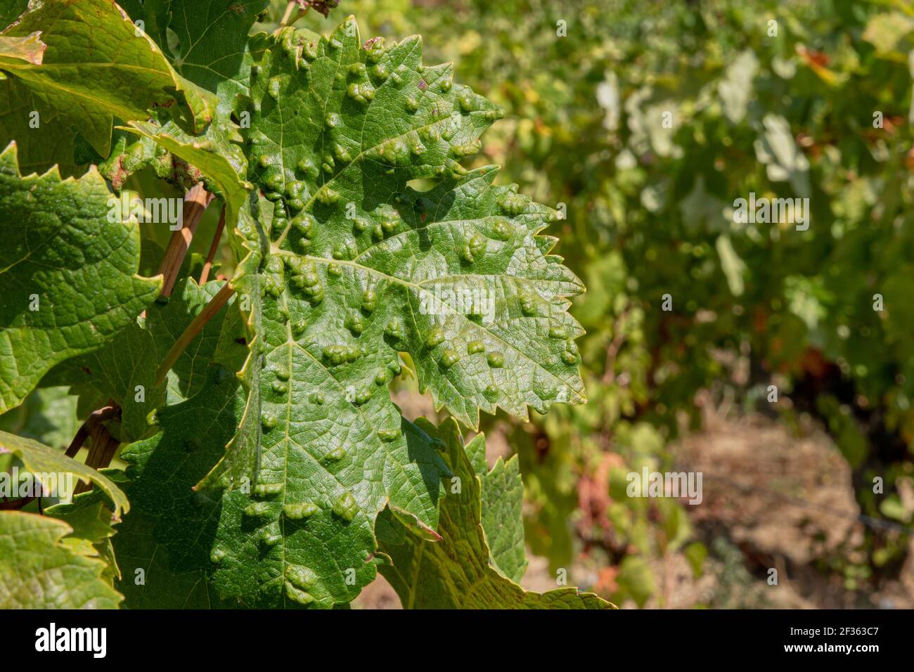 Grapevine leaves with Erinosis, a disease of the mite Colomerus vitis Stock Photo