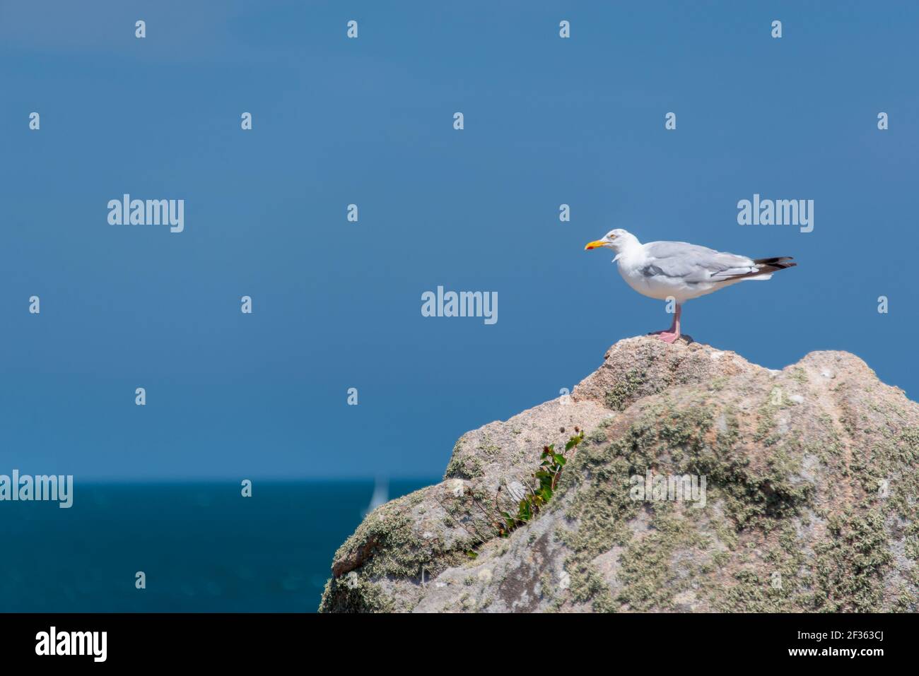 Seagull on a rock on blue sky background Stock Photo