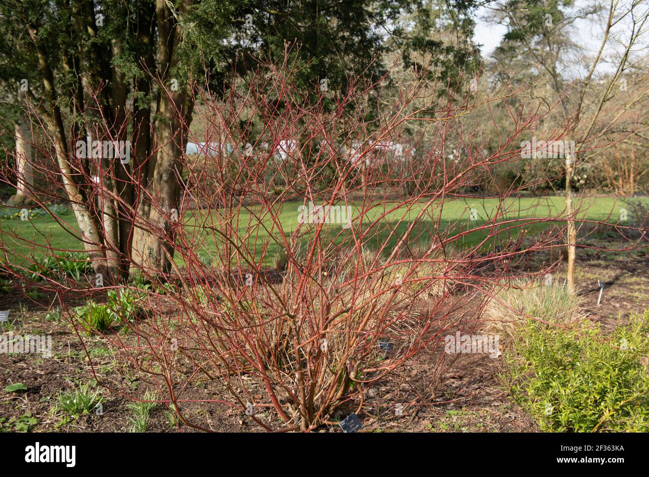 Bright Red Winter Stems on a Variegated Dogwood Shrub (Cornus alba 'Gouchaultii') Growing in a Herbaceous Border on a Bright Sunny Day in Rural Devon, Stock Photo