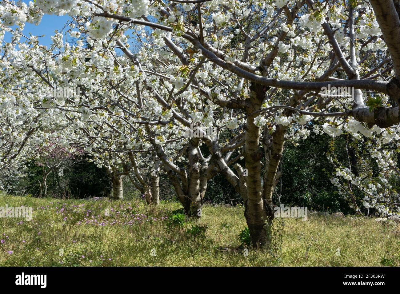 Cherry blossom, fruit tree, spring Stock Photo - Alamy