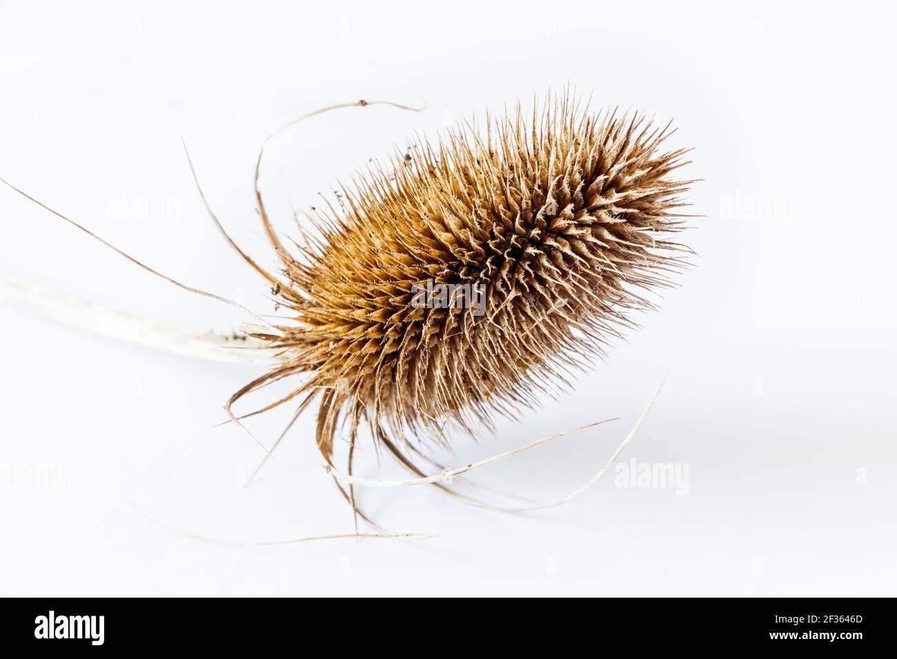A dried brown teasel seed head on a white background Stock Photo