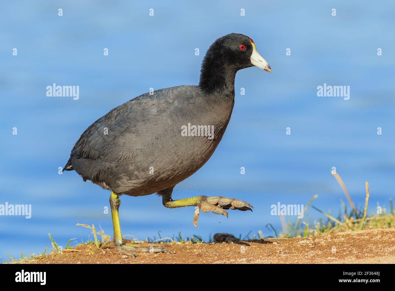 Birds feet hi-res stock photography and images - Alamy