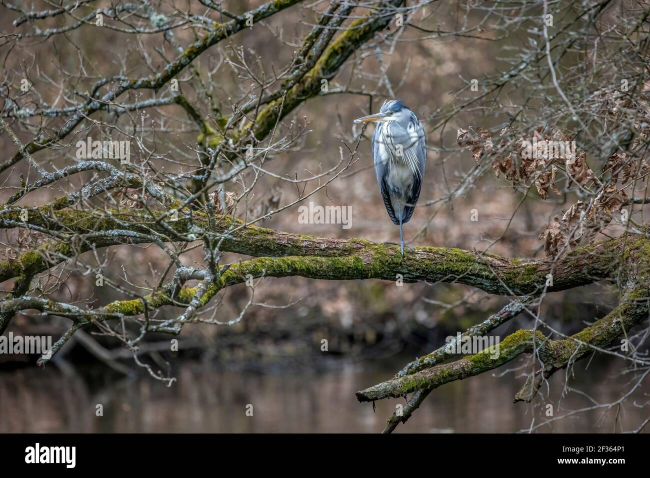 A common grey heron at a little pond called Jacobiweiher next to Frankfurt in Hesse, Germany at a cold day in winter. Stock Photo
