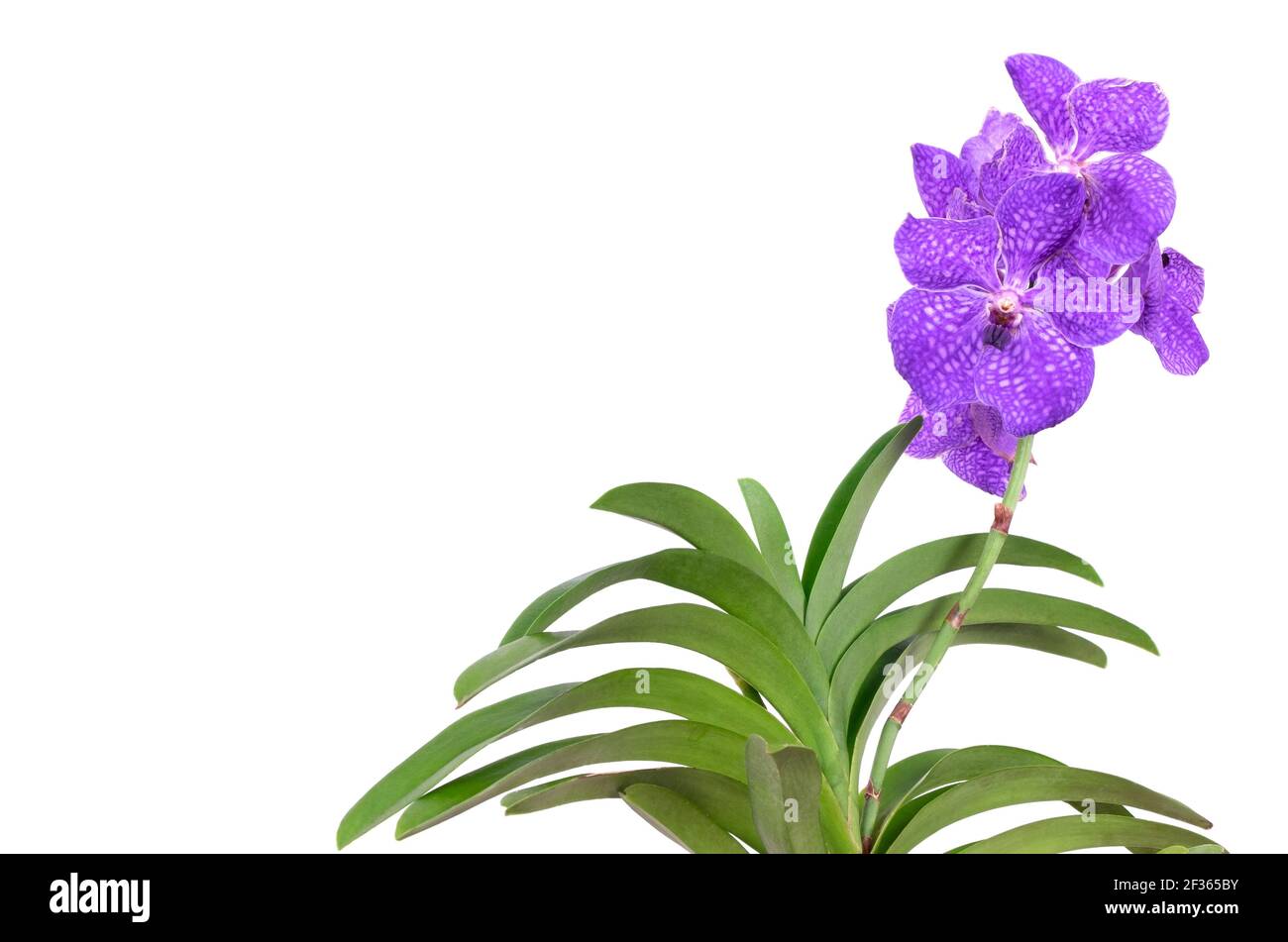 Close-up of a beautiful Vanda orchid on a white background. Modern indoor plants, creative home decor concept. Selective focus. Stock Photo