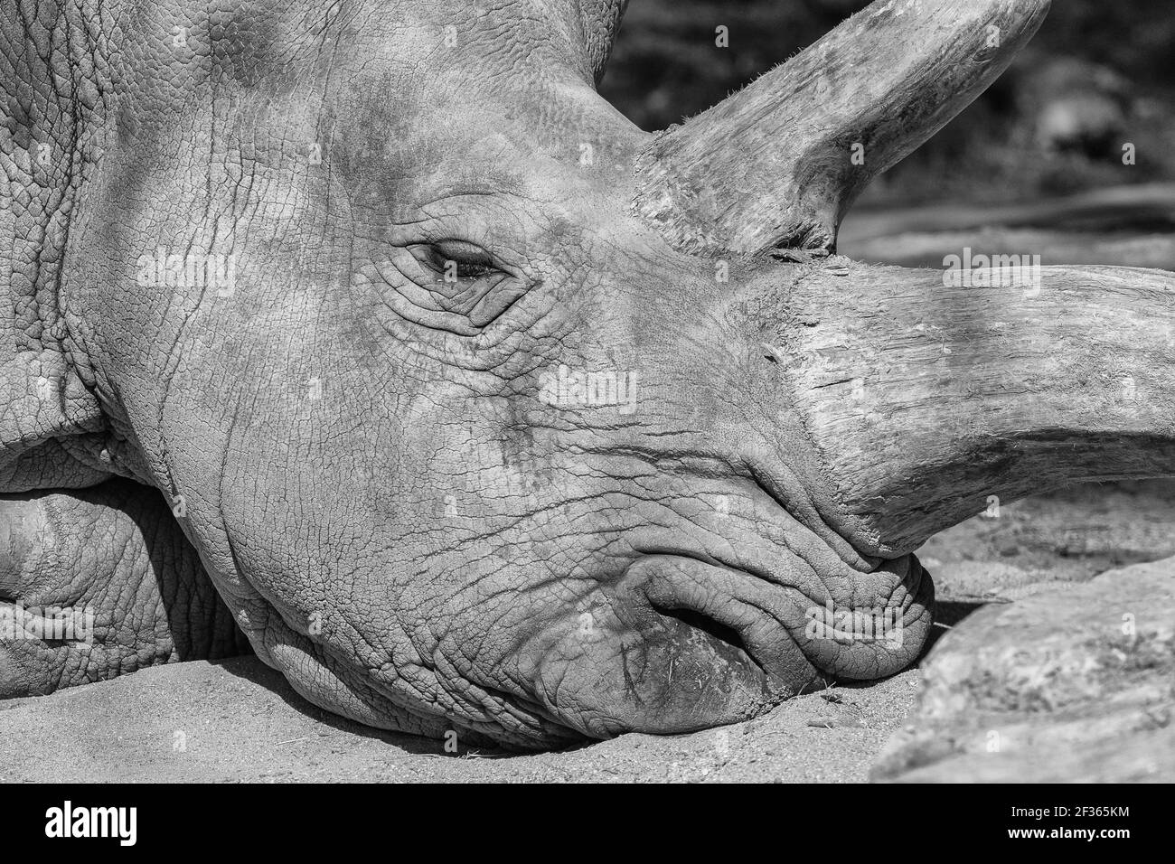 A nearly 50 year old Rhino rests at the Tuscon Zoo. (C) Stock Photo