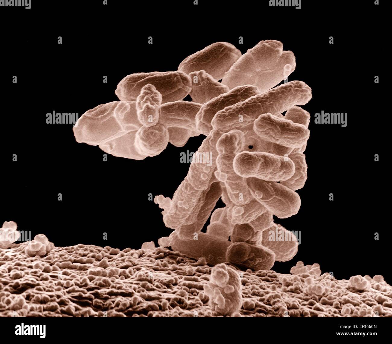 Escherichia Coli Bacteria High Resolution Stock Photography And Images Alamy