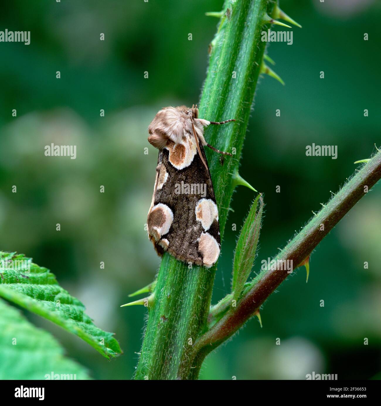 PEACH BLOSSOM Thyatira batis Castlewellan Forest Park, County Down., Credit:Robert Thompson / Avalon Stock Photo