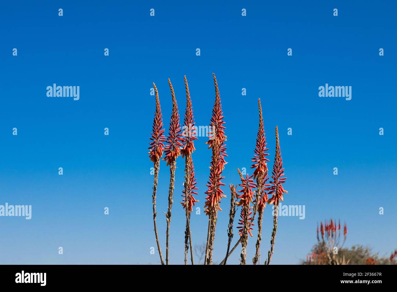 Windhoek aloe hi-res stock photography and images - Alamy