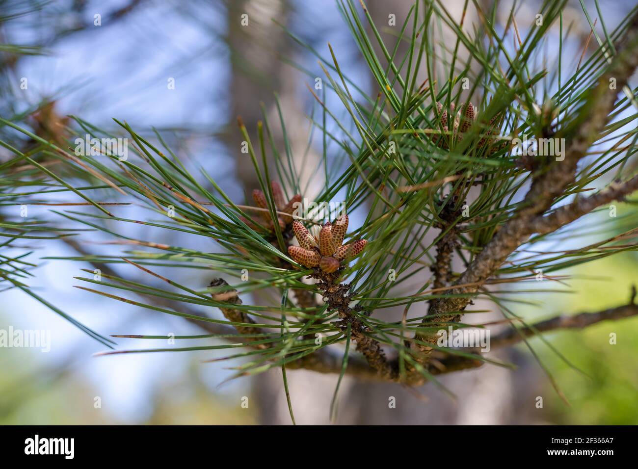 young pine cones on a branch against the blue sky on a sunny spring day. selective focus Stock Photo