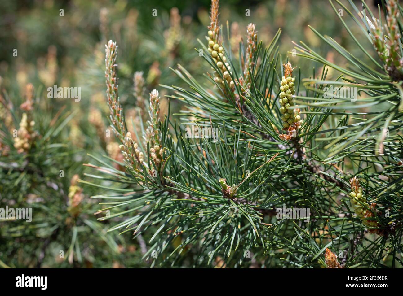 growing young pine cones on a sunny spring day on a green blurry background. floral background. selective focus Stock Photo
