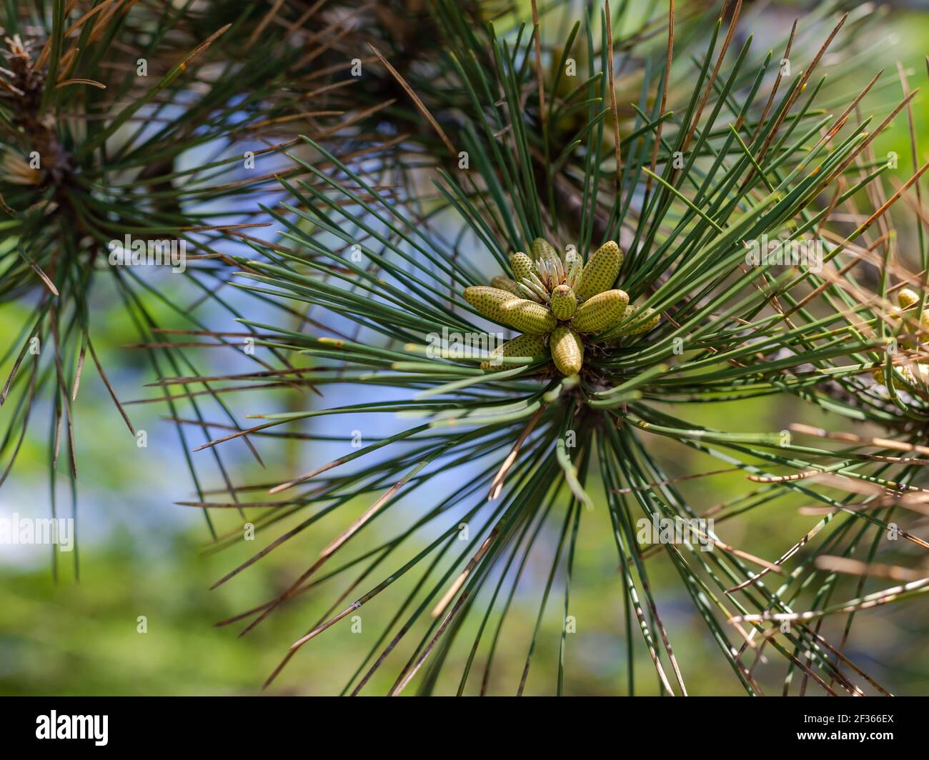 young green cones on a pine branch against the background of a green forest on a sunny spring day. Stock Photo