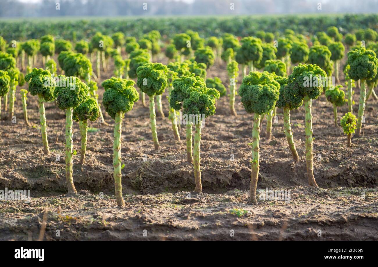 Side view of Broccoli plants, Brassica oleracea, growing in field, Bromham, Wiltshire, England