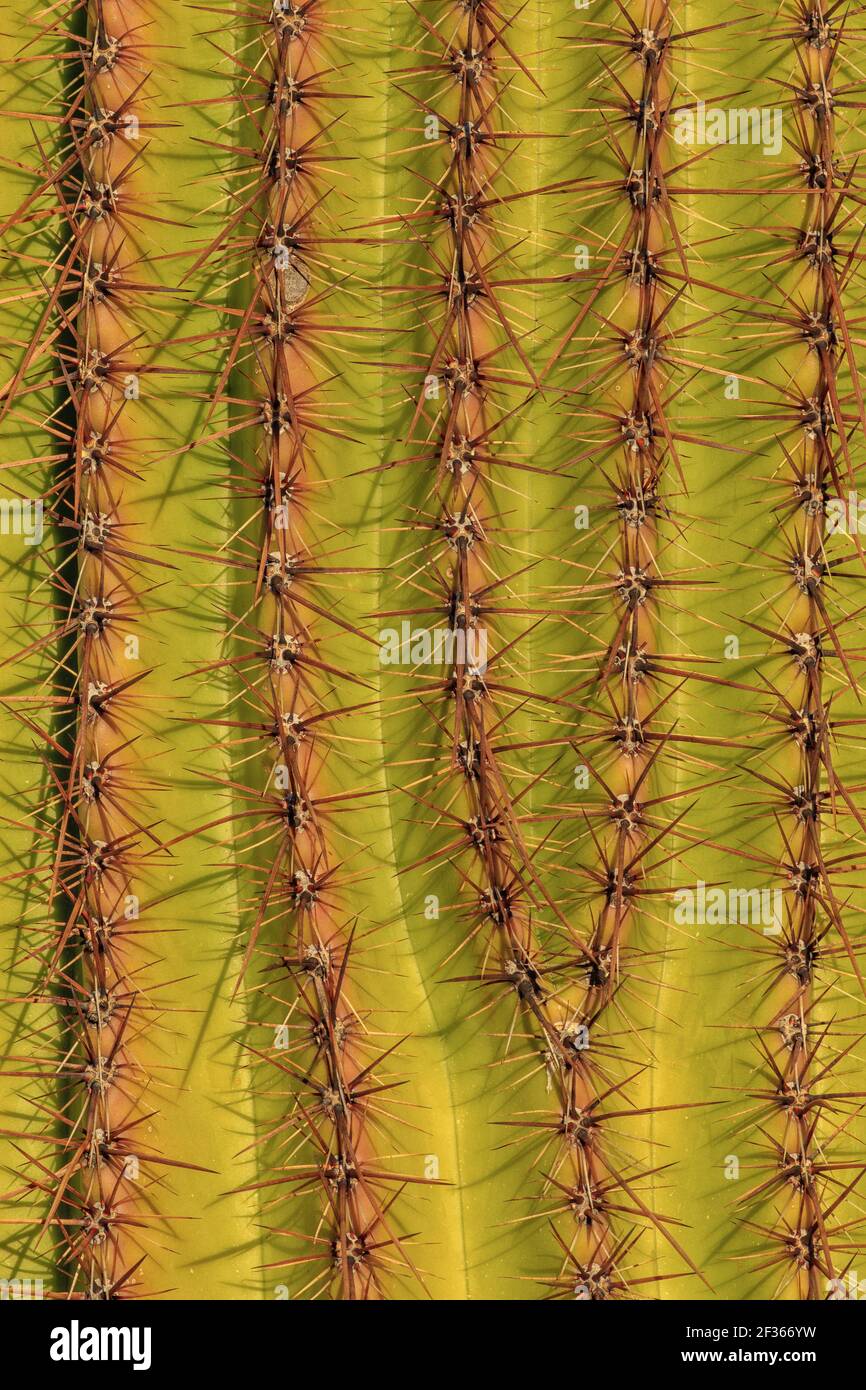 A close-up of a Saguaro. Stock Photo