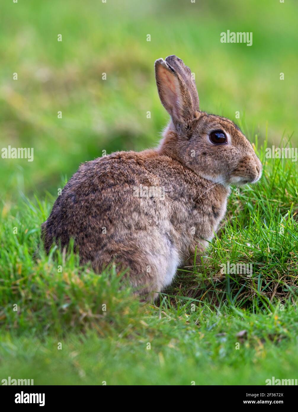 Young Rabbit in a patch of grass Stock Photo