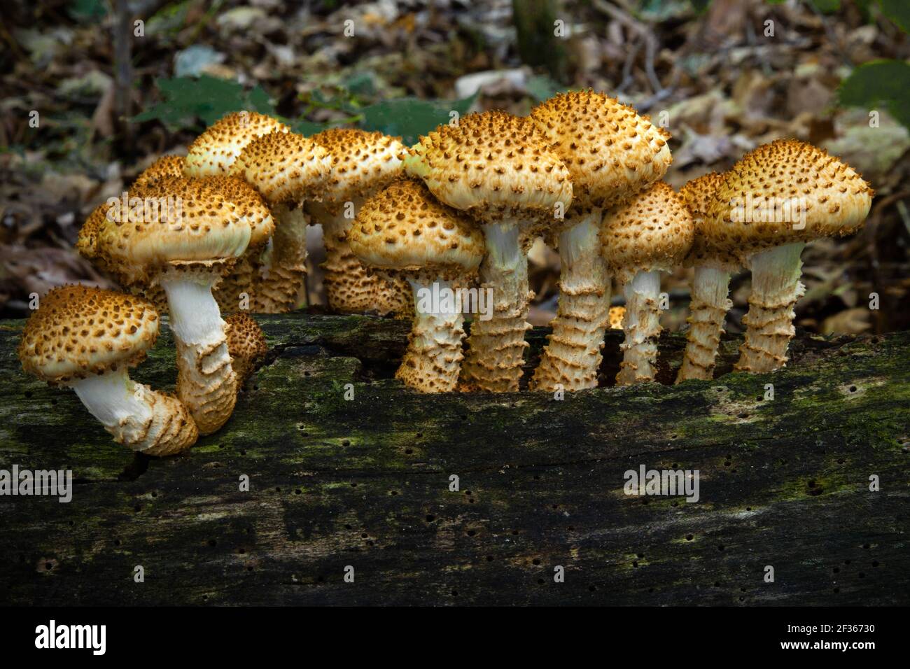 Scaly Pholiota a common saprotrophic fungus that feeds on weaken or dead wood. It is reported to be poisonous for human consumption. Stock Photo
