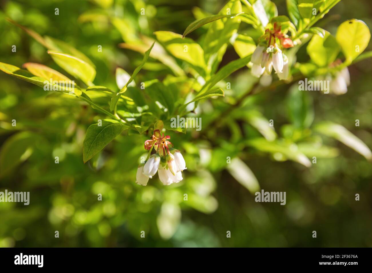 Northern highbush blueberry flowering bush (Vaccinium corymbosum) Stock Photo
