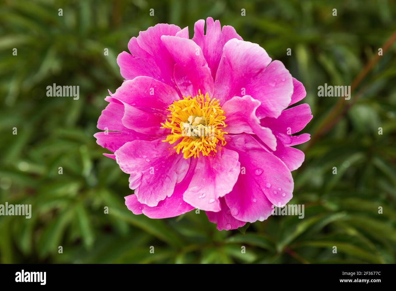 Bright pink peony flower on a background of green foliage Stock Photo ...