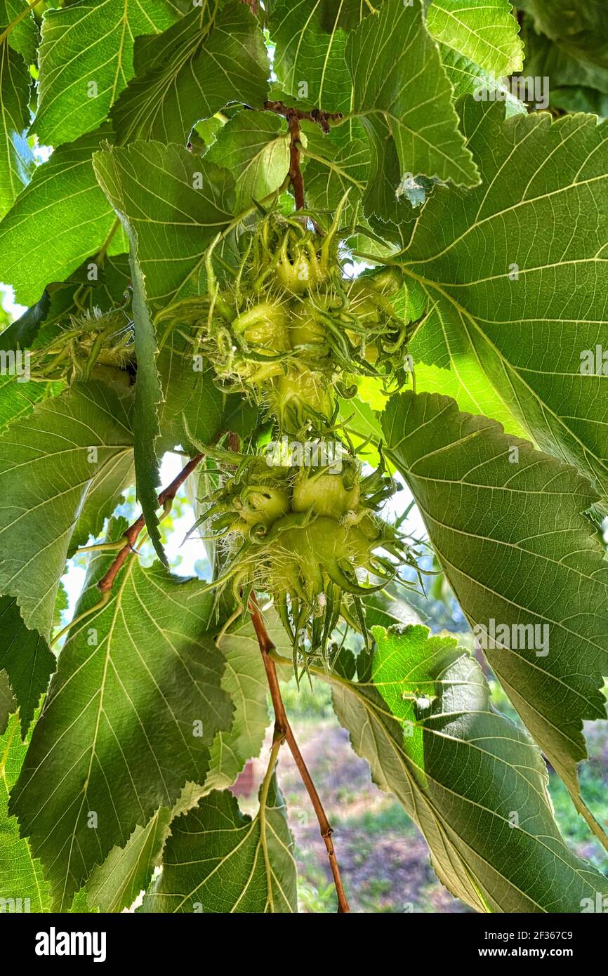 Hazelnut Farm High Resolution Stock Photography And Images Alamy