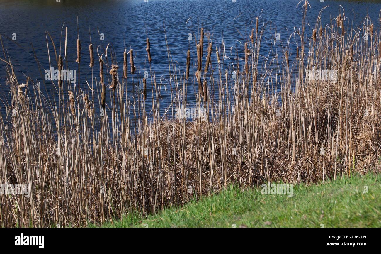 Spring scene showing grasses and bullrushes beside pond and grass Stock Photo