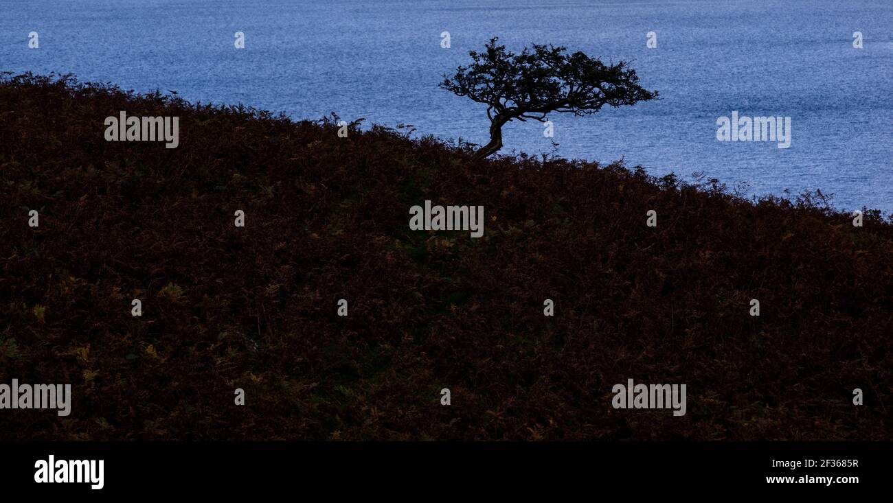 Tree idsok hi-res stock photography and images - Alamy