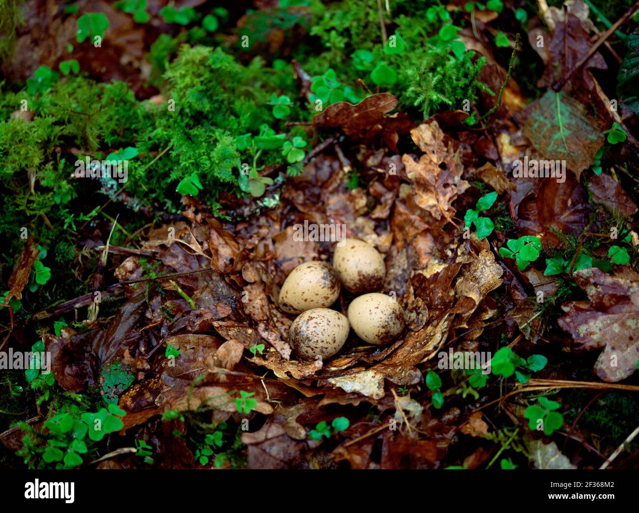 WOODCOCK eggs Scolopax rusticola  Crom Estate (NT) County Fermanagh., Credit:Robert Thompson / Avalon Stock Photo
